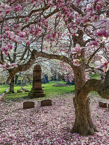 a tree blooms with pink flowers at a northern Ohio cemetery