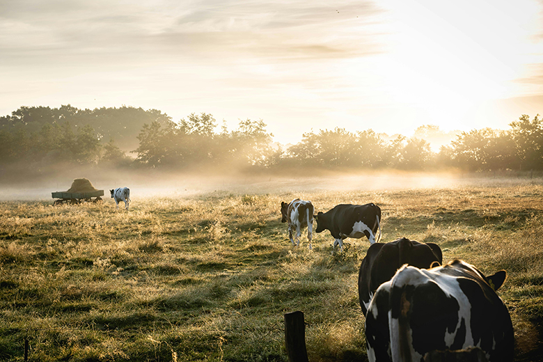 Cows grazing in a field.