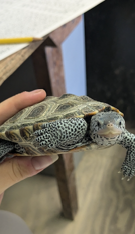 Student holding turtle