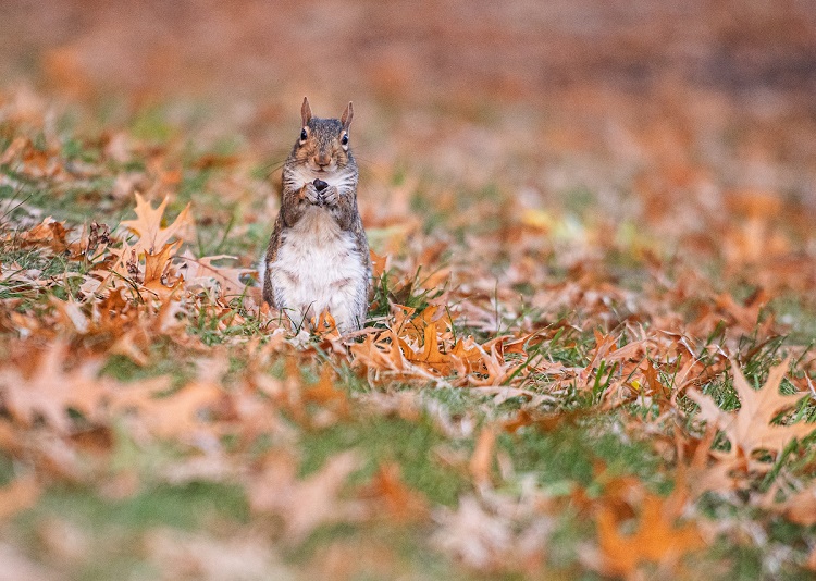 A squirrel stands in the grass surrounded by colorful leaves on a Fall day at Ohio University