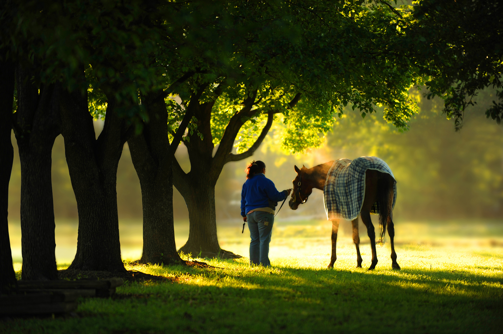 a woman stands with a horse under a row of trees in misty morning light