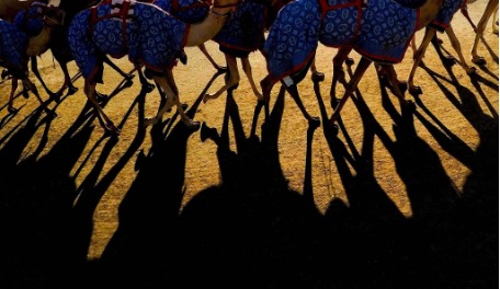 A camel race is depicted with only the legs and shadows of the camels visible