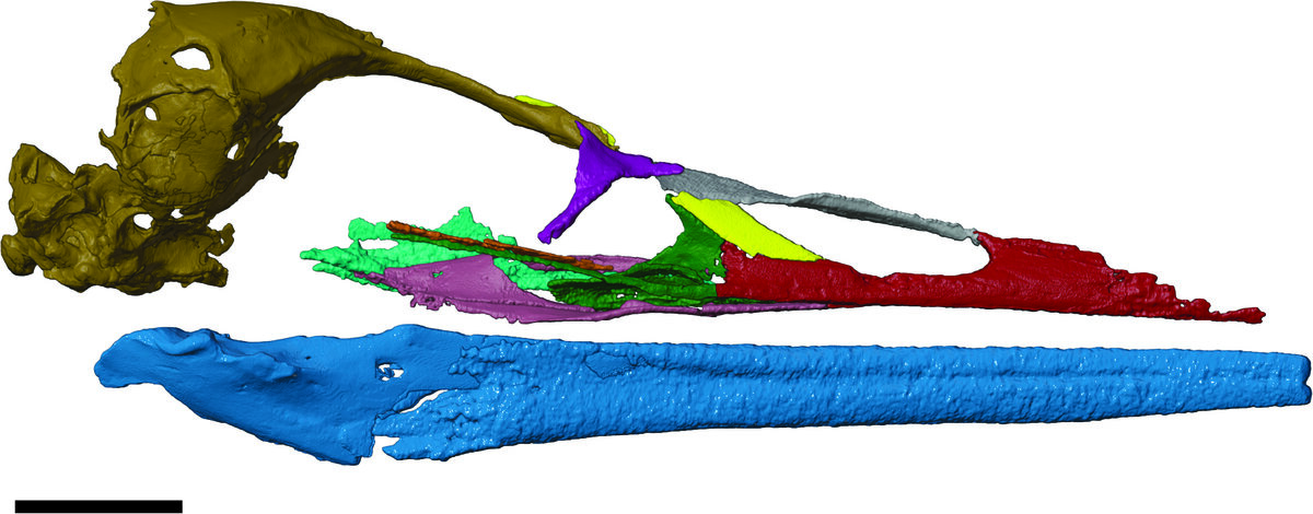 Vegavis_Skull Reconstruction