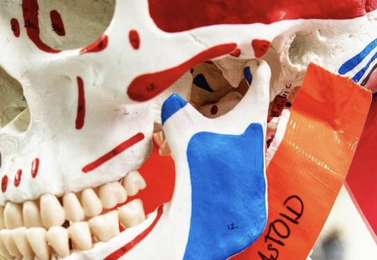Skull model