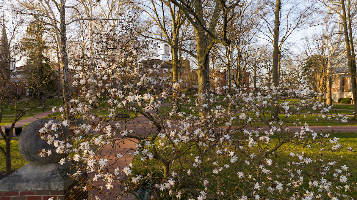 Spring blooms on OHIO's College Green