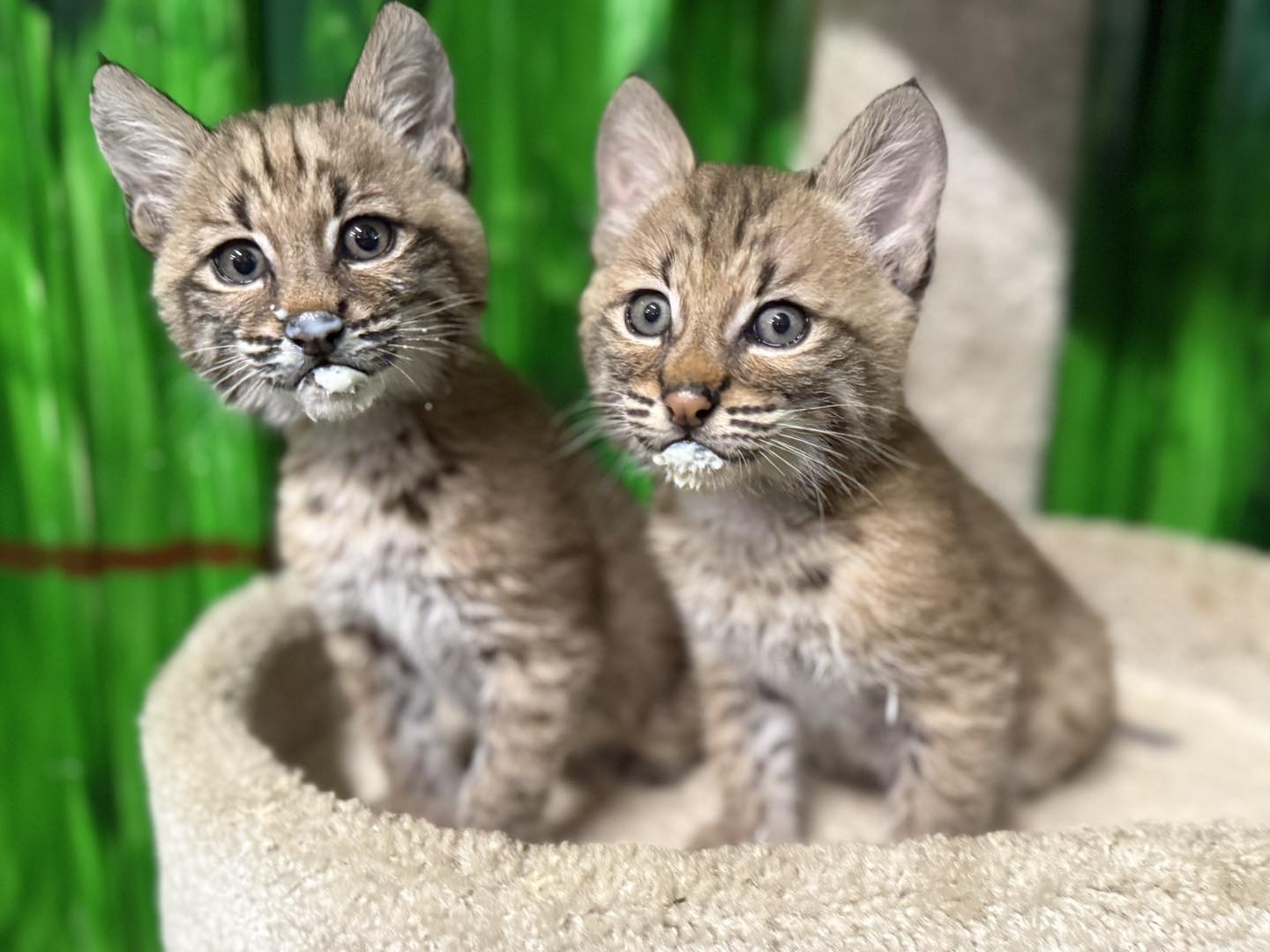 Paws and Claws Animal Encounters welcomes Bobcat brothers to Bremen, Ohio