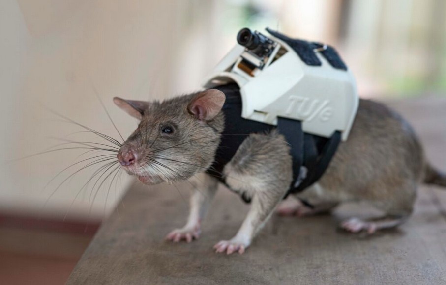 A rat wearing a white, metal backpack.
