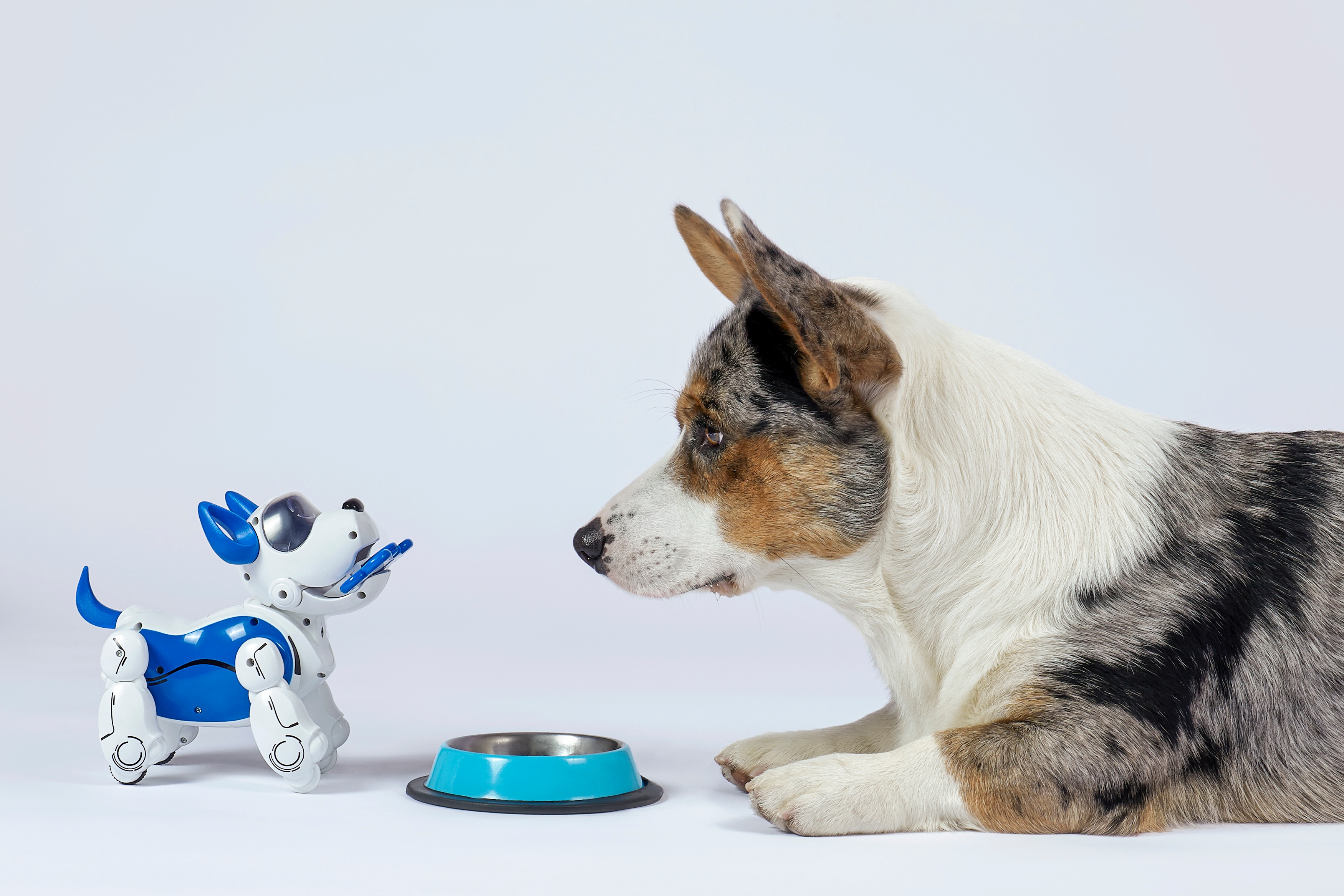 A robot dog and regular dog looking at eachother with a food bowl in between them.