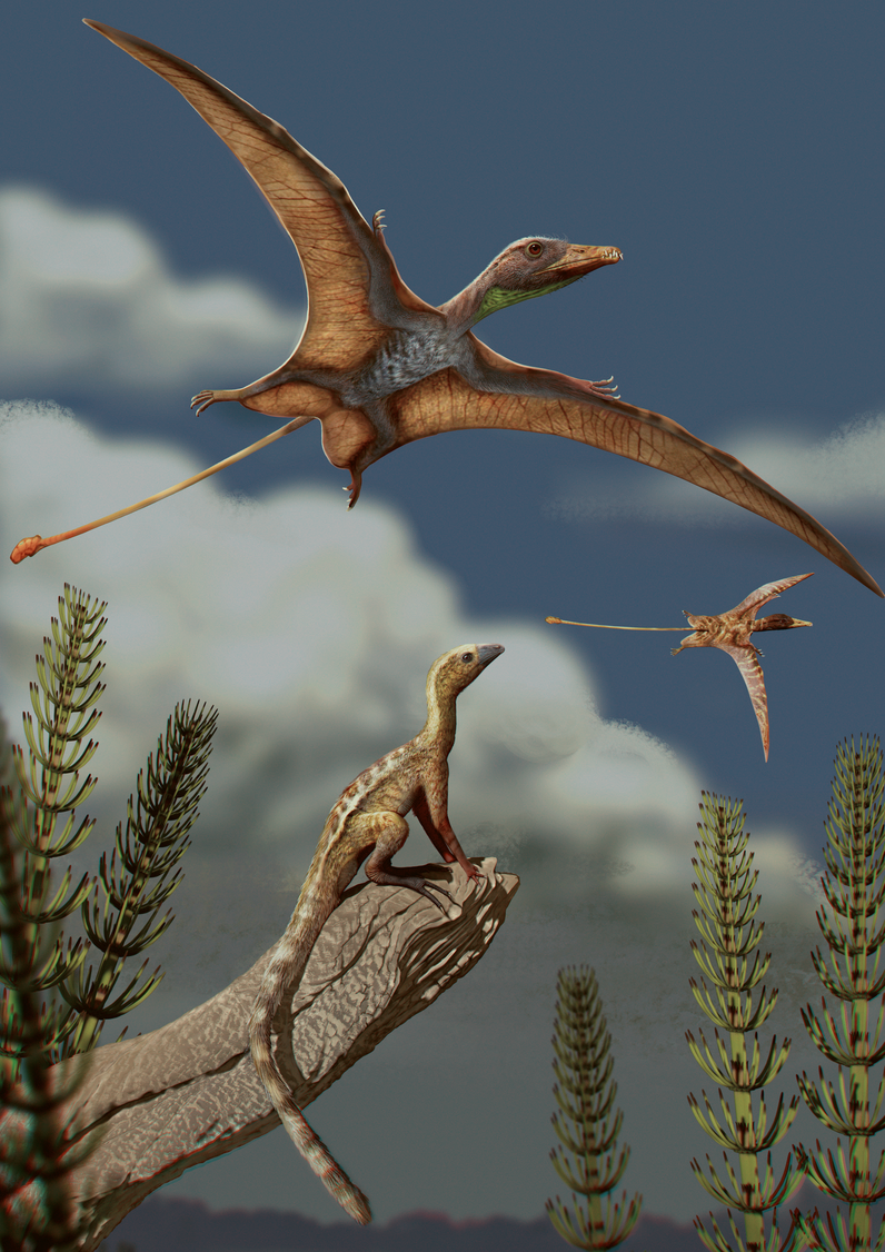 OHIO researcher co-authors new study showing pterosaurs and birds evolved flight-ready brains in different ways