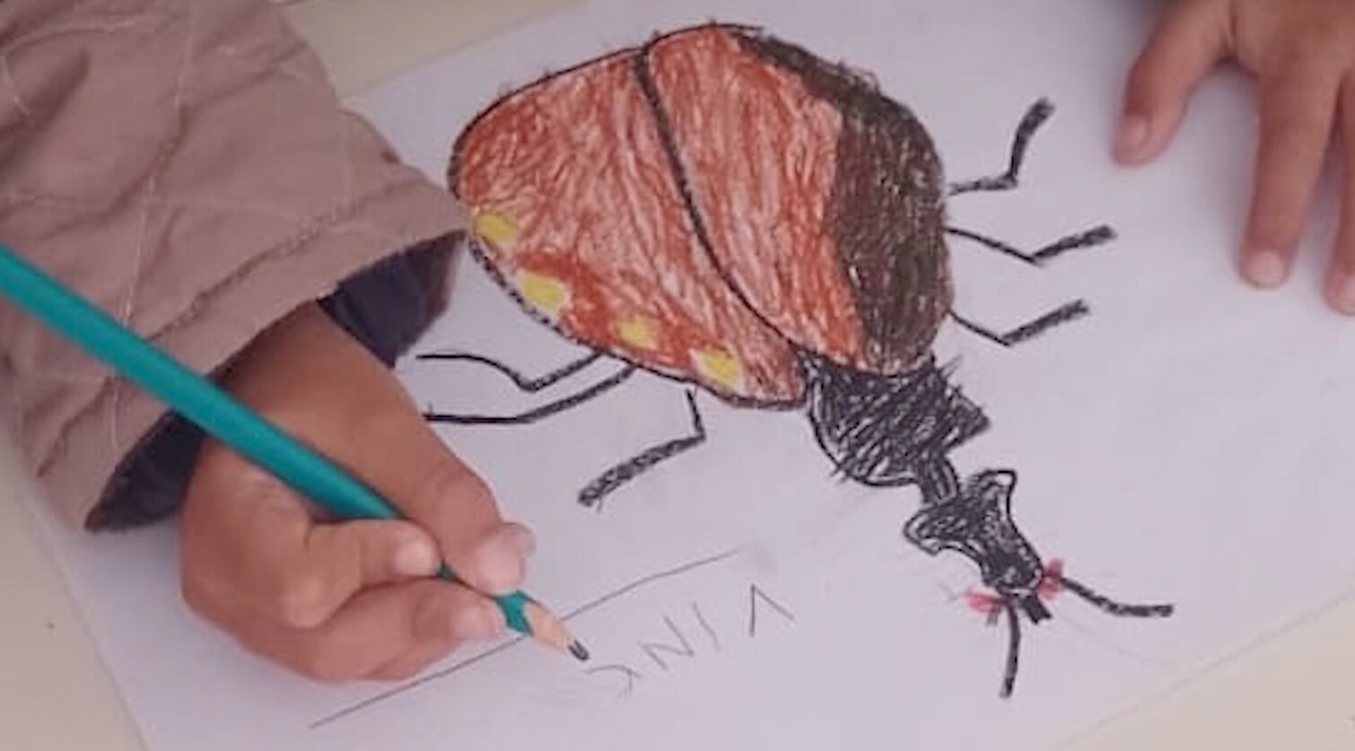 Drawing of a kissing bug