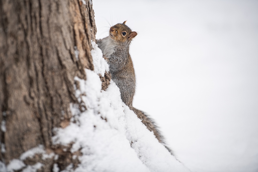 Closeup of a squirrel climbing a snow-covered tree