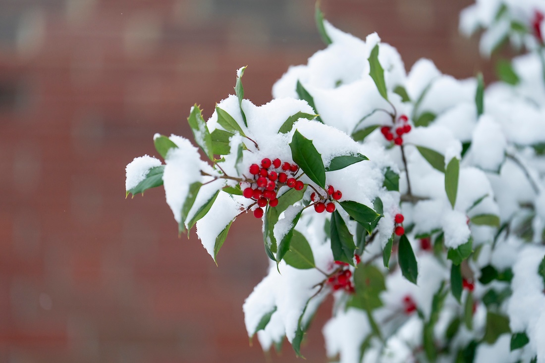 Closeup of a holly bush covered in snow