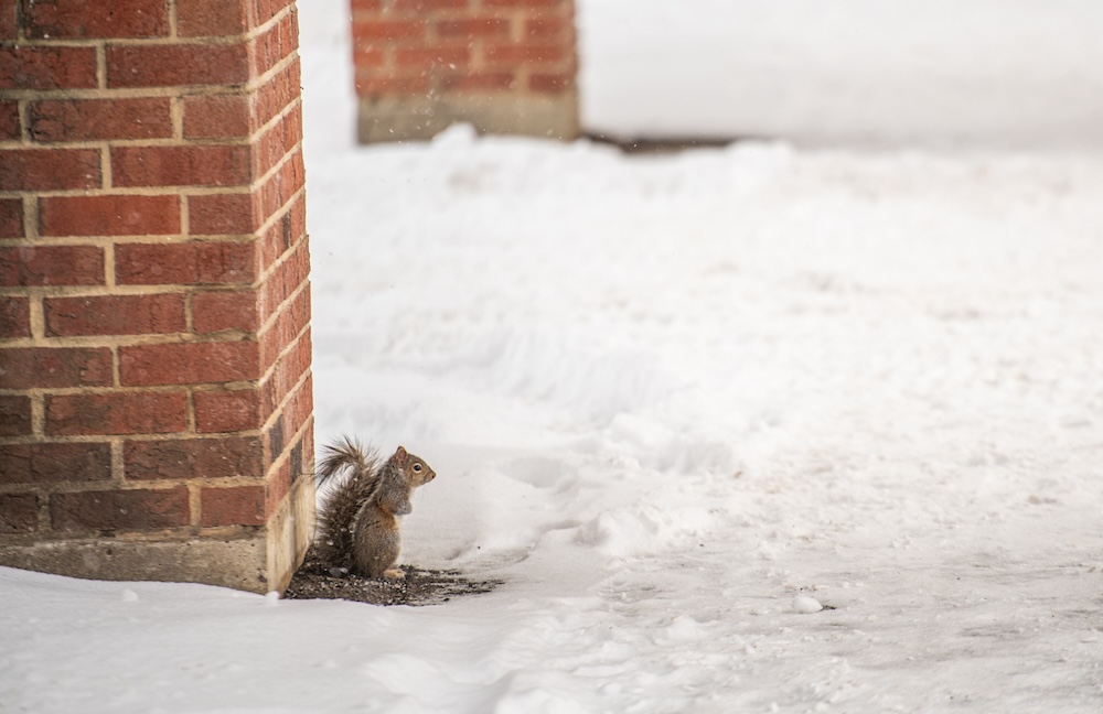 A squirrel stands in front of a brick pillar in the snow