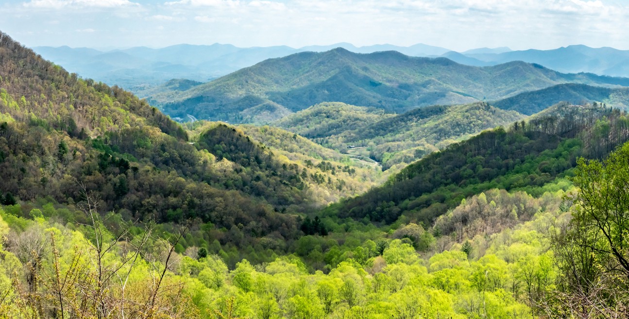 A lush landscape of hilly trees.