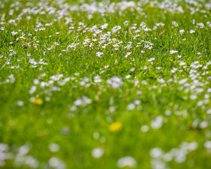 The bright green grass is filled with white flowers and yellow flowers