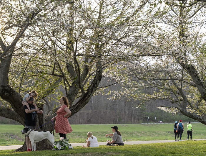 People and a dog sit and stand near the cherry blossom trees and the Hocking River,  while other people walk in the background on the bike path