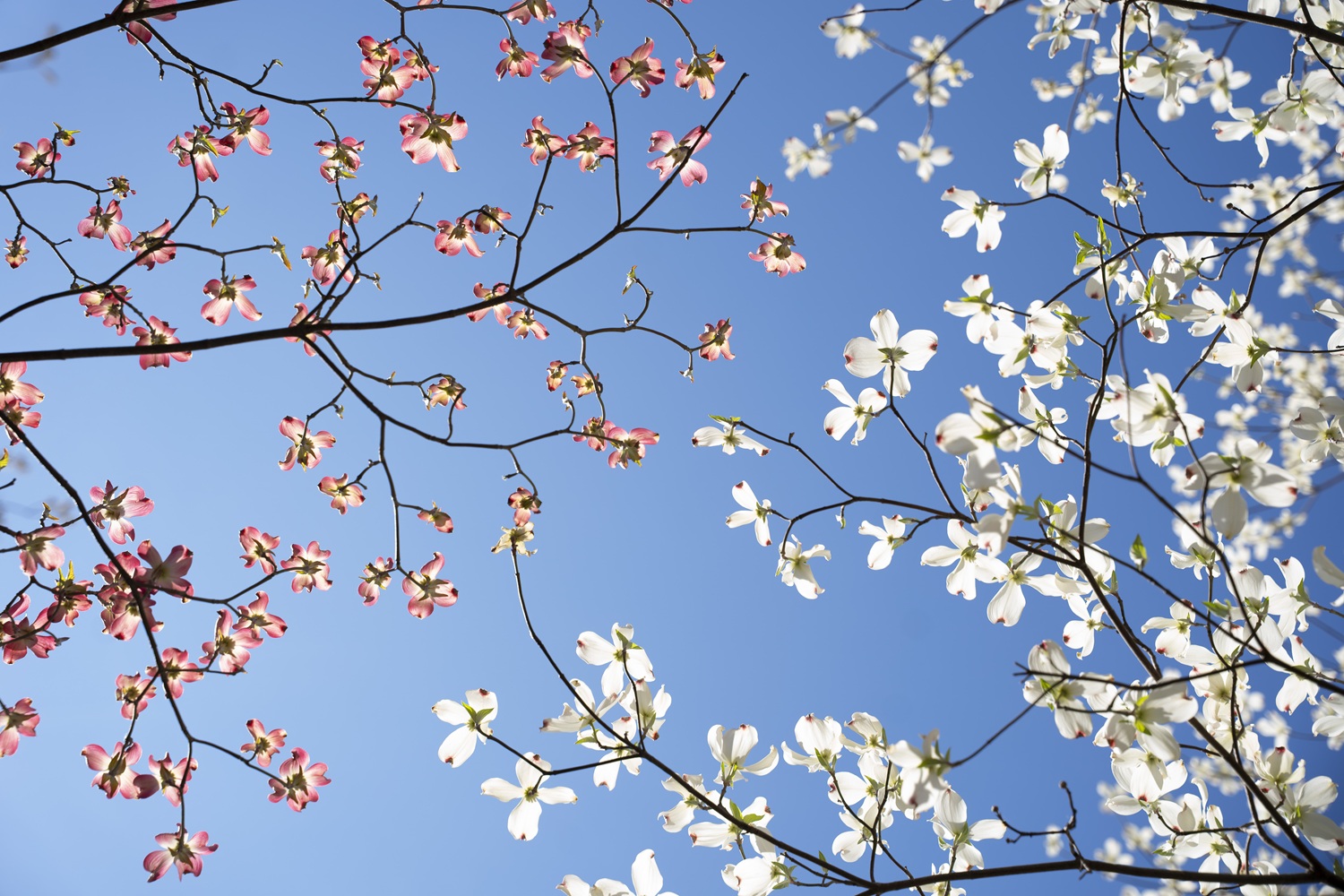 Colorful blooms on trees are shown on a sunny day with blue skies in the background