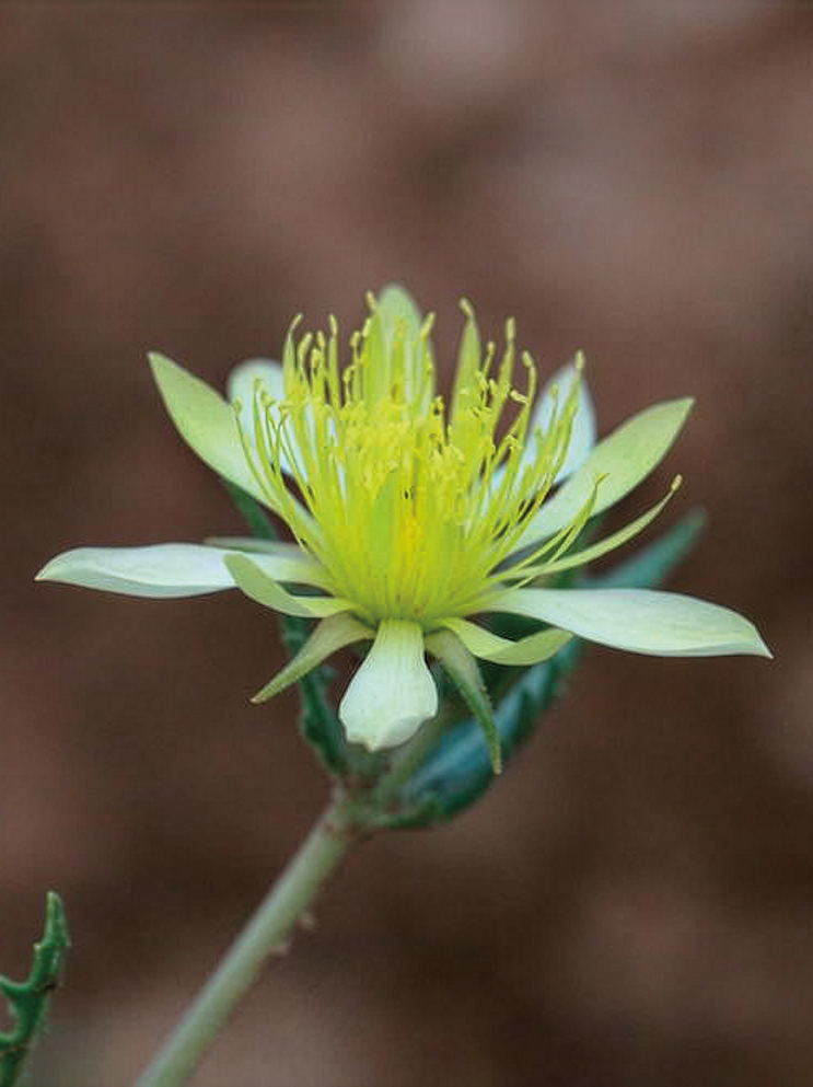 Mentzelia integra