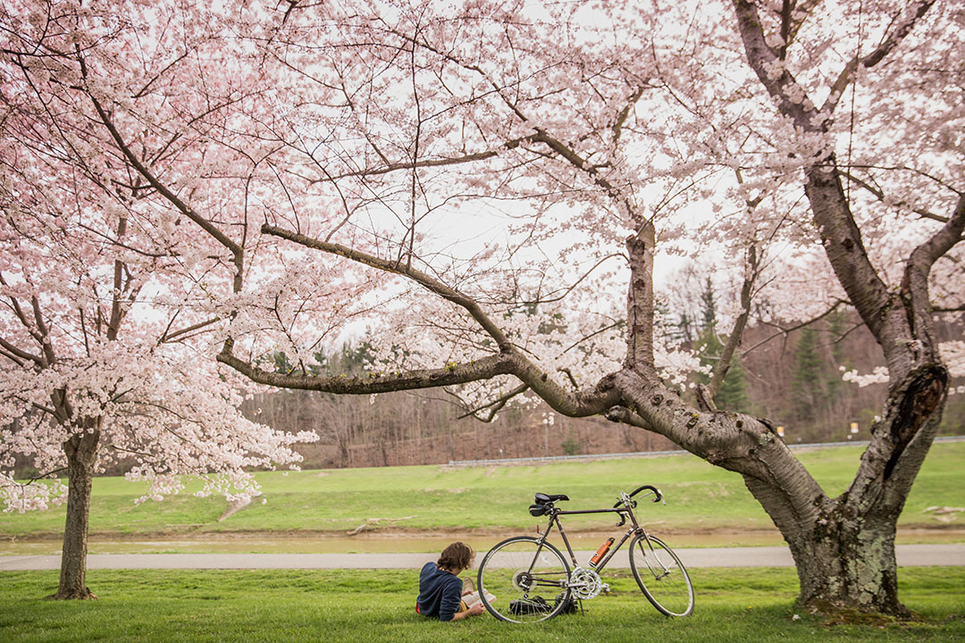 A cyclist lounges under the trees and reads a book.