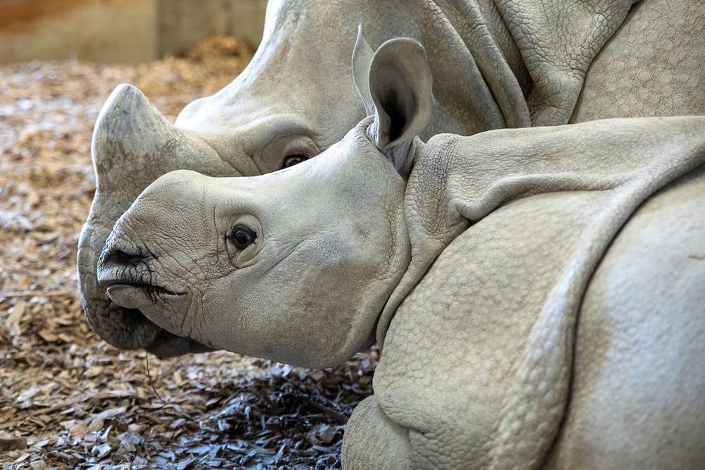A baby rhino nuzzles an adult rhino