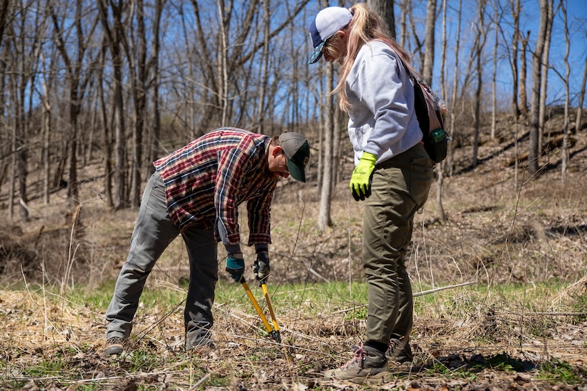 Two people work in a grassy field, trimming back brush