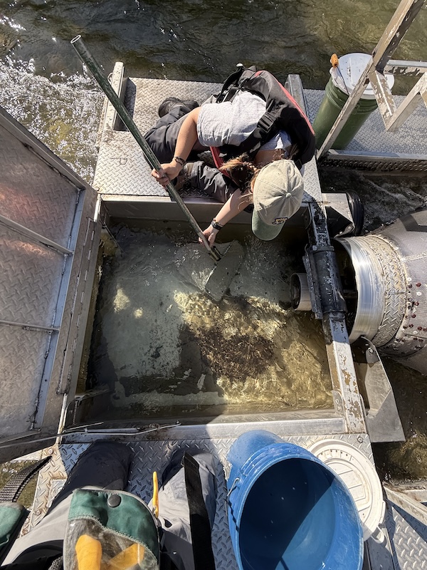 Overhead view of people working in a small pool of river water, collecting fish