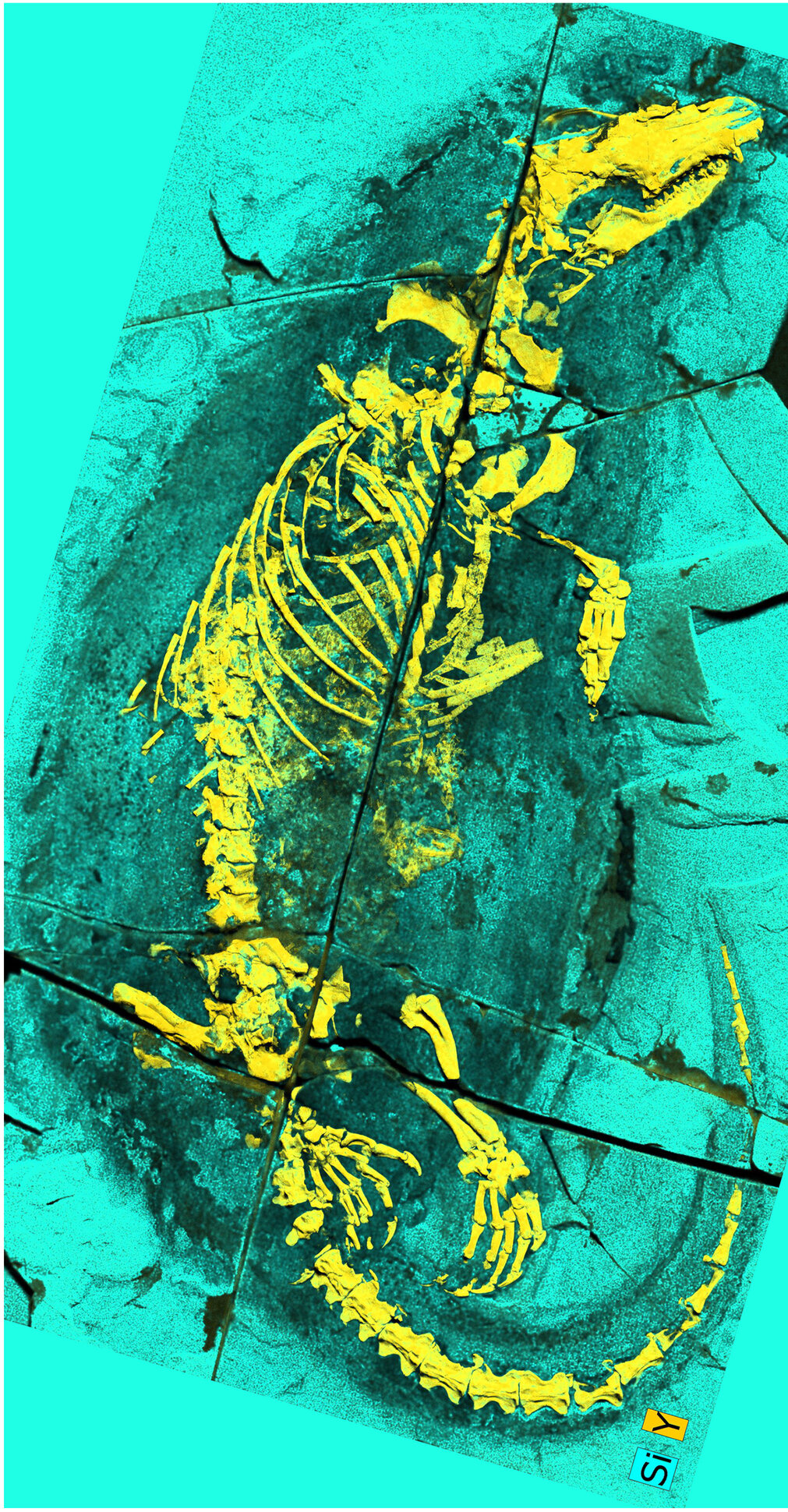 Photograph accompanying Jurassic mammaliaform Megacauda carried the bones behind mammal suckling 165 million years ago