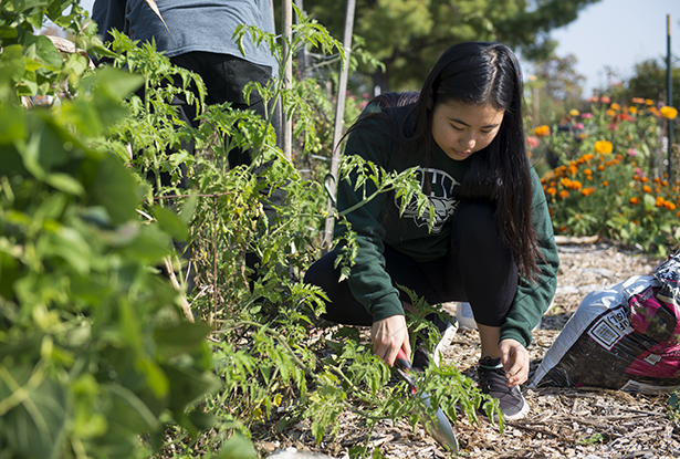 Pepsi Scholar Eyunji Kim engages in community service through Community Food Initiatives in Athens.