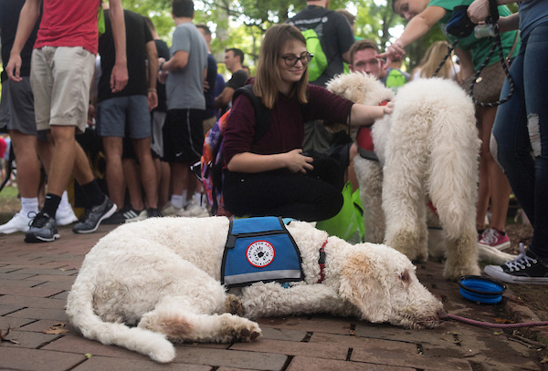 Service dogs