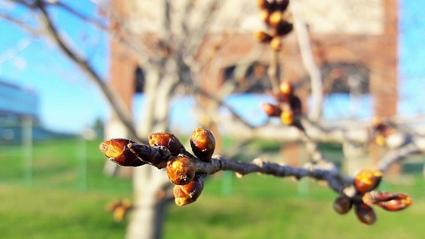 Ohio University Cherry Blossoms 2018