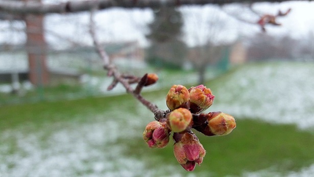 Ohio University Cherry Blossoms 2018