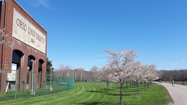 Ohio University Cherry Blossoms 2018