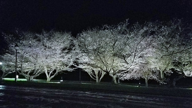 Ohio University Cherry Blossoms 2018