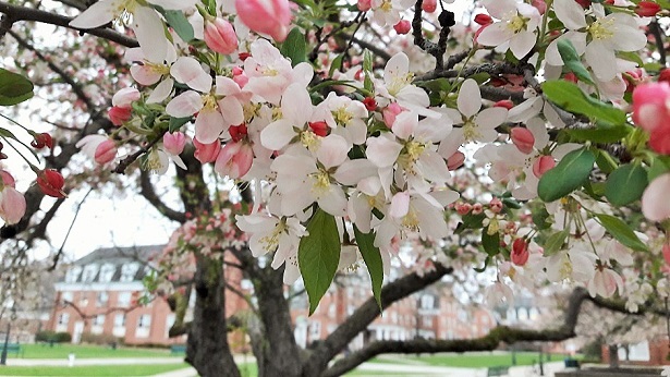 Ohio University Cherry Blossoms 2018