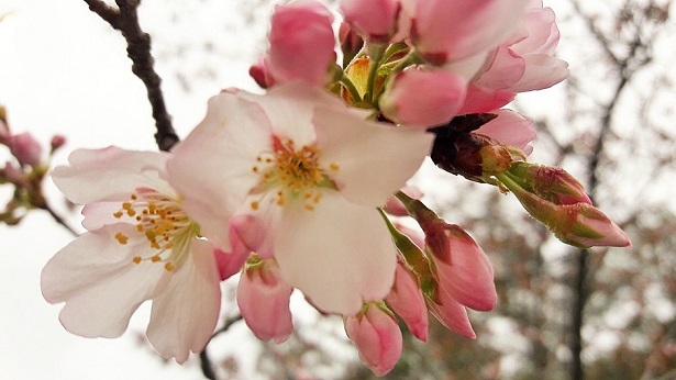 Ohio University Cherry Blossoms 2018