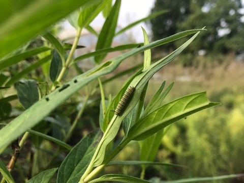 Monarch larva