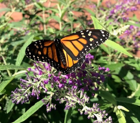 monarch butterfly