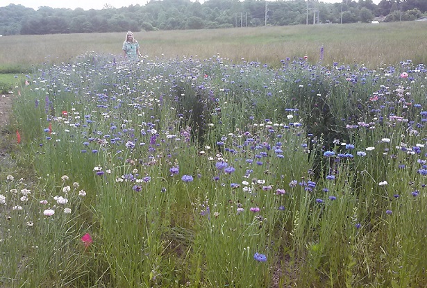 Native planting