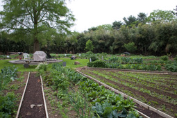 Sustainable Garden