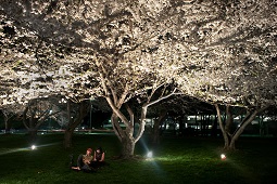 Ohio University Cherry Blossoms