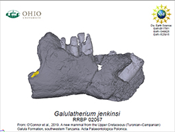 Galulatherium