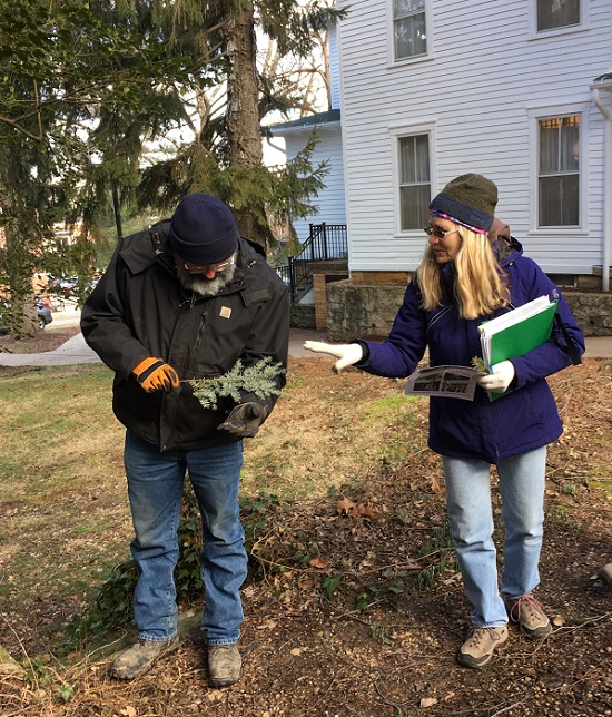 staff inspect trees