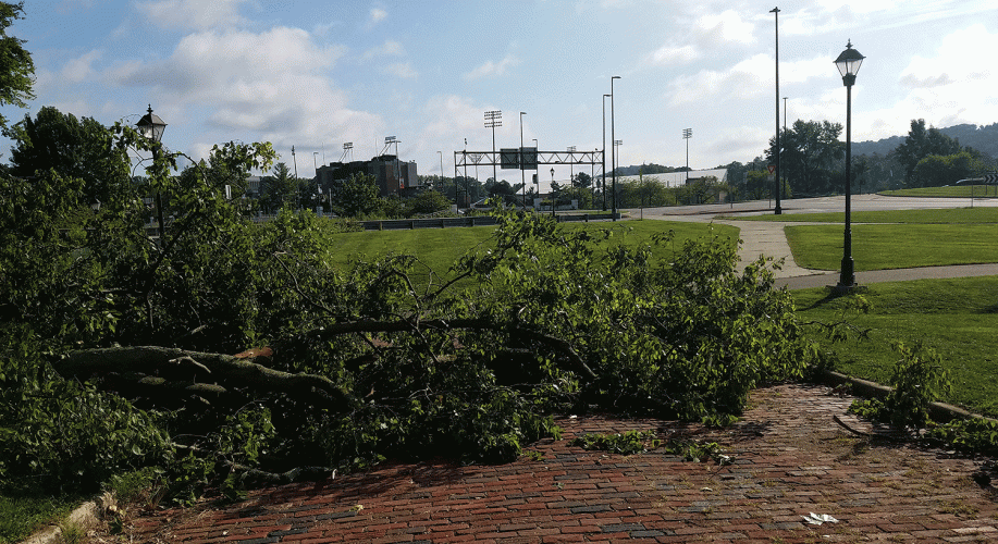Hackberry Tree