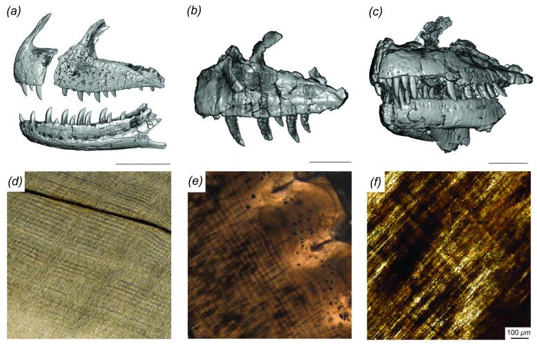 A comparison o ffossil teeth from Majungasaurus, Ceratosaurus and Allosaurus