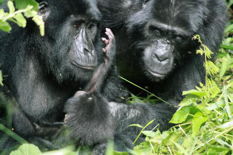 Mountain gorillas