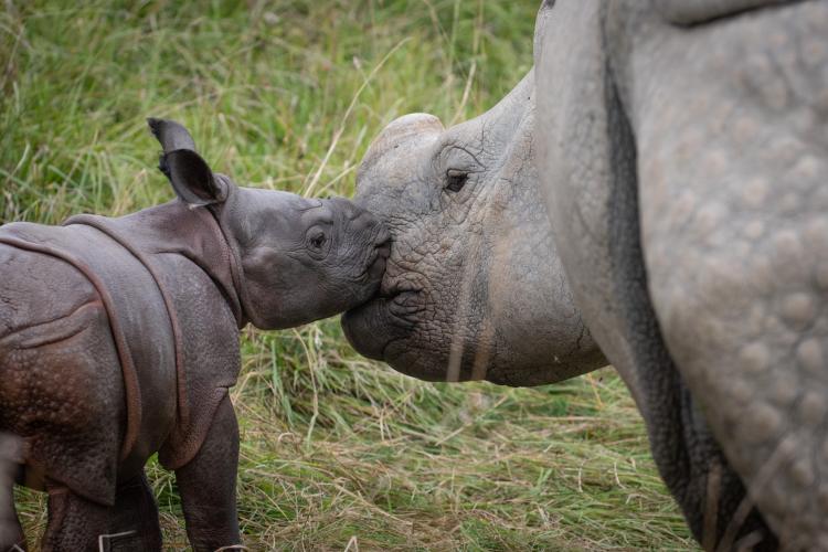 Rhinos at The Wilds