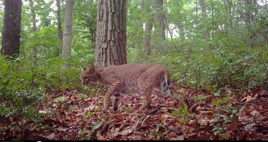 Bobcat on a trail camera