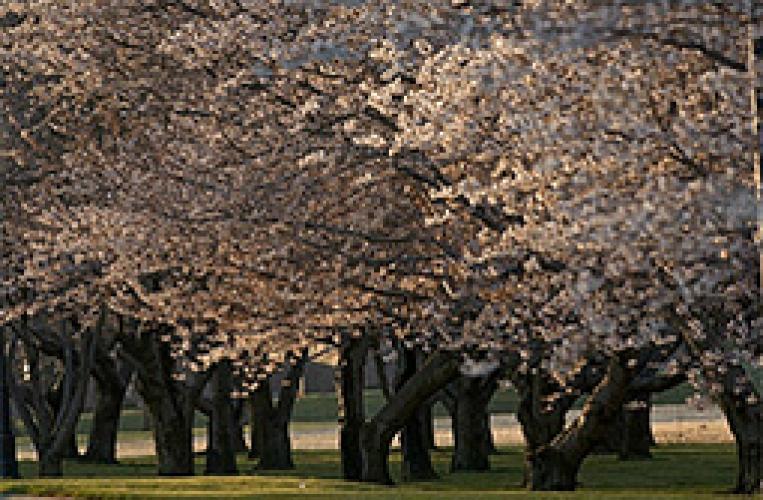 Cherry Blossoms