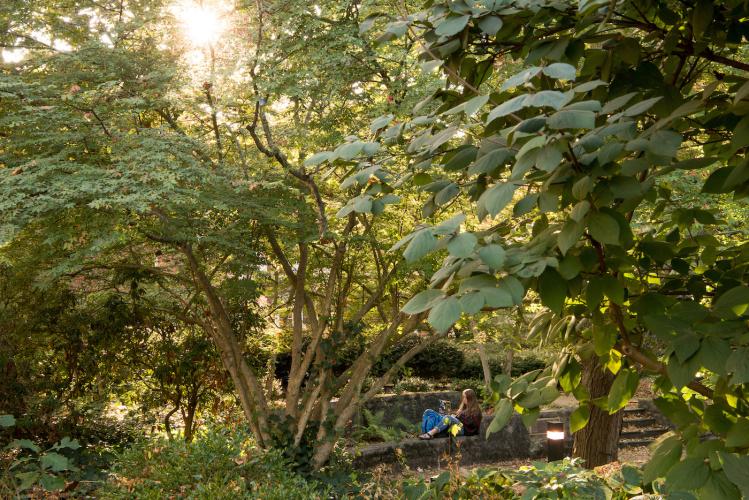 Girl working on laptop surrounded by trees