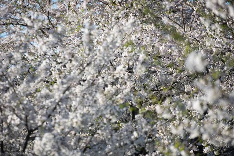 Cherry Blossoms at Ohio University